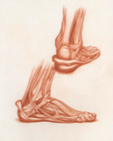 Anatomical Study, Foot Study 2